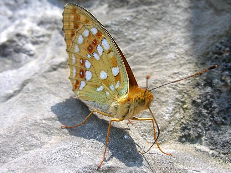 Nymphalidae: Argynnis adippe